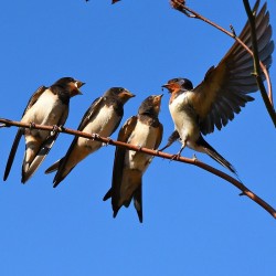 Hirondelles jardin Biova