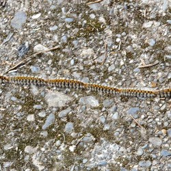 Réhausse écopiège Ø  55 cm