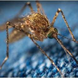 Piège aspirateur « BIOGENT MOSQUITAIRE » pour moustiques (dont moustiques tigre)