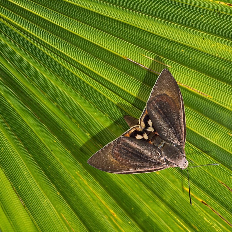 SOLUNEMA - Nématodes Contre Le Papillon Du Palmier Et Le Charançon Rouge - 10 Millions - Traitement Efficace Pour 1 Palmier